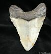 / Inch Megalodon Tooth With Stand #958-1